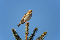 Tree Pipit (Anthus trivialis) singing in conifer forest, North Wales, UK, May.