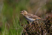 Tree Pipit (Anthus trivialis) singing perched on heather, North Wales, UK, May.