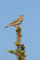 Tree Pipit (Anthus trivialis) singing in conifer forest, North Wales, UK, May.