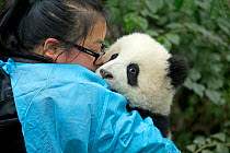 Giant Panda (Ailuropoda melanoleuca) cub with keeper. Chengdu, China. Captive.