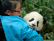 Giant Panda (Ailuropoda melanoleuca) cub with keeper. Chengdu, China. Captive.
