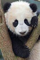 Giant Panda (Ailuropoda melanoleuca) cub climbing tree. Chengdu, China. Captive.