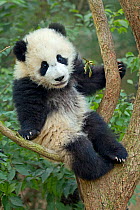 Giant Panda (Ailuropoda melanoleuca) cub climbing tree. Chengdu, China. Captive.