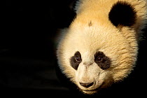 Giant Panda (Ailuropoda melanoleuca) sub adult in atmospheric light. Bifengxia, China. Captive. Crop