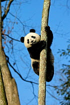 Giant Panda (Ailuropoda melanoleuca) sub adult climbing tree. Bifengxia, China. Captive.