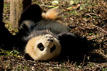 Giant Panda (Ailuropoda melanoleuca) sub adult rolling. Bifengxia, China. Captive.