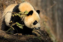 Giant Panda (Ailuropoda melanoleuca) sub adult. Bifengxia, China. Captive.