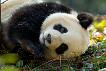 Giant Panda (Ailuropoda melanoleuca) sub adult resting. Bifengxia, China. Captive.