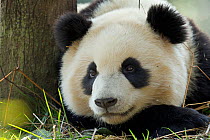 Giant Panda (Ailuropoda melanoleuca) sub adult resting. Bifengxia, China. Captive.