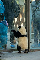 Giant Panda (Ailuropoda melanoleuca) in enclosure. Chengdu, China. Taken in controlled conditions
