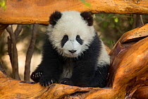 Giant Panda (Ailuropoda melanoleuca) cub in old log. Chengdu, China. Captive.