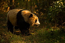 Giant Panda (Ailuropoda melanoleuca) adult with sunlight streaming through trees, Chengdu, China. Taken under controlled conditions