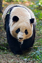 Giant Panda (Ailuropoda melanoleuca) adult walking along track. Chengdu, China. Taken under controlled conditions. Crop of 1458517