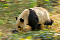Giant Panda (Ailuropoda melanoleuca) adult walking along track. Chengdu, China. Taken under controlled conditions