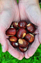 Sweet chestnut (Castanea sativa) nuts held in hands, Dorset, UK October,
