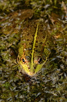 Adult male Marsh frog (Pelophylax ridibundus) Cogden, Dorset, UK, July.
