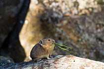 Pika (Ochotona princeps) gathering nest material, in scree rock pile, Sheepeaters Cliff, Yellowstone National Park, Wyoming, USA, September.