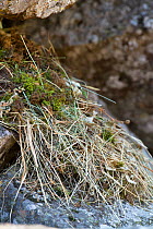 Pika (Ochotona princeps) nest in scree rock pile, Sheepeaters Cliff, Yellowstone National Park, Wyoming, USA, September.