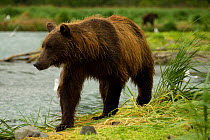 Brown bear (Ursus arctos) female by river to fish for salmon, Geographic Harbor, coastal Katmai National Park, south west Alaska, USA, August.