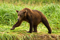 Brown bear (Ursus arctos) female on river bank, Geographic Harbor, coastal Katmai National Park, south west  Alaska, USA, south west Alaska, USA, August.