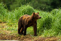 Brown bear (Ursus arctos) female on river bank, Geographic Harbor, coastal Katmai National Park, south west  Alaska, USA, south west Alaska, USA, August.