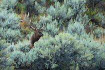 Elk (Cervus elaphus) male grazing, Yellowstone National Park, Wyoming, USA, September.