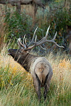 Elk (Cervus elaphus) male calling, Yellowstone National Park, Wyoming, USA, September.