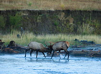 Elk (Cervus elaphus) males fighting in stream, Yellowstone National Park, Wyoming, USA, September.