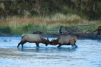Elk (Cervus elaphus) males fighting, Yellowstone National Park, Wyoming, USA, September.