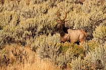 Elk (Cervus elaphus) male grazing, Yellowstone National Park, Wyoming, USA, September.