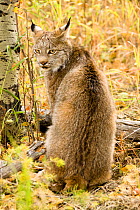 Canadian Lynx (Lynx canadensis) sitting in the fallen autumn leaves, Montana, USA. Captive.