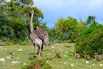 Ostrich (Struthio camelus) female with chicks. deHoop Nature Reserve, Western Cape, South Africa.