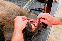 Vet examining teeth Chacma baboon (Papio hamadryas ursinus) DeHoop Nature Reserve. Western Cape, South Africa.