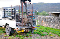 Chacma baboon (Papio hamadryas ursinus) problem male being released, East Sector, DeHoop Nat Res. Western Cape, South Africa.