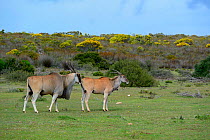 Eland (Tragelaphus oryx) bull smelling cow. deHoop Nature Reserve, Western Cape, South Africa.