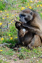 Chacma baboon (Papio hamadryas ursinus) female feeding on grubs in dead wood. deHoop Nature Reserve, Western Cape, South Africa.
