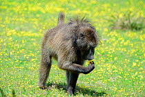 Chacma baboon (Papio hamadryas ursinus) male feeding on grass and flowers. dehoop Nat Res. Western Cape, South Africa.