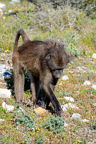 Chacma baboon (Papio hamadryas ursinus) female feeding on grass and flowers. deHoop Nature Reserve, Western Cape, South Africa.