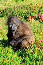 Chacma baboon (Papio hamadryas ursinus) male feeding on succulents (Vygies) deHoop Nature Reserve, Western Cape, South Africa.