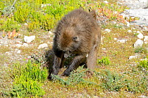 Chacma baboon (Papio hamadryas ursinus) female digging out bulbs. deHoop Nature Reserve, Western Cape, South Africa.