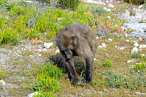 Chacma Baboon (Papio hamadryas ursinus) female digging up bulbs. Dehoop Nature Reserve, Western Cape, South Africa.