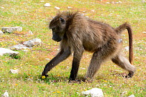 Chacma baboon (Papio hamadryas ursinus) young male feeding on flowerhead. deHoop Nature Reserve, Western Cape, South Africa.