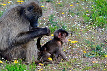 Chacma baboon (Paipo Hamadryas ursinus) female grooming infant. deHoop Nature Reserve, Western Cape, South Africa.