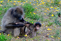Chacma baboon (Papio hamadryas ursinus) female grooming infant. deHoop Nature Reserve, Western Cape, South Africa.