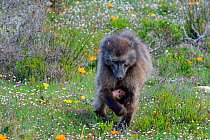 Chacma baboon (papio hamadryas ursinus) female with suckling infant. deHoop Nature Reserve, Western Cape, South Africa.