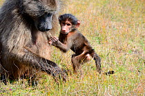 Chacma baboon (Papio hamadryas ursinus) female with infant. deHoop Nature Reserve, Western Cape, South Africa.