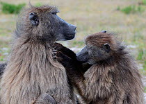 Chacma baboons (Papio hamadryas ursinus) grooming each other, deHoop Nature Reserve, Western Cape, South Africa.