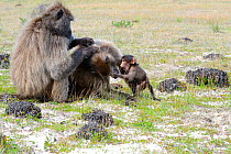 Chacma baboons (Papio hamadryas ursinus) grooming each other whilst infant plays. deHoop Nature Reserve, Western Cape, South Africa.