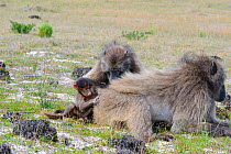 Chacma Baboon (Papio hamadryas ursinus) grooming session. DeHoop Nat Res. Western Cape, South Africa.