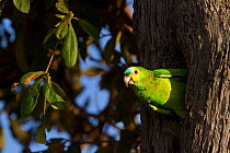 Blue-fronted Parrot (Amazona aestiva) at nest hole in tree, Brazil.